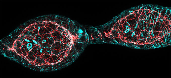 蔡司激光共聚焦成像新體驗(yàn) 蔡司激光共聚焦成像新體驗(yàn)