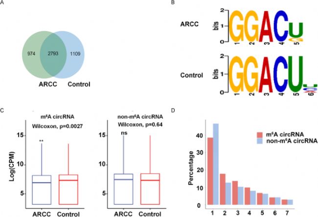 ׃(ni)ϻ߭h(hun)RNAm6A_b