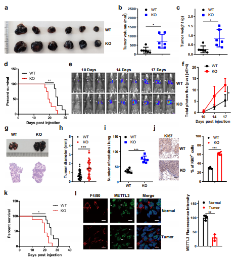 1خԵMettl3ȱʧM(jn)[LD(zhun)
