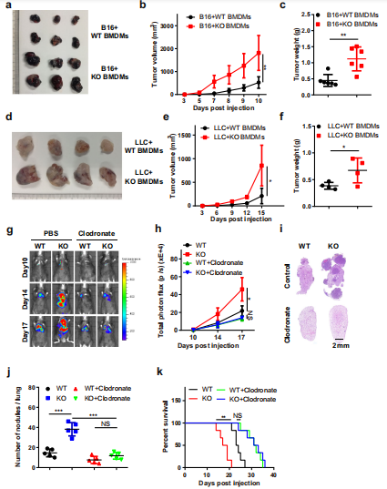 1خԵMettl3ȱʧM(jn)[LD(zhun)