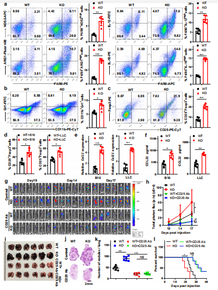 2ɼ(x)Mettl3ȱʧͨ^(qing)M1-M2-like TAMTreg[Ľ[΢h(hun)