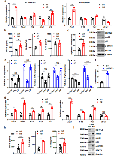 3Mettl3óͨ^NF-kB / STAT3SM(jn)BMDMsM1M2O