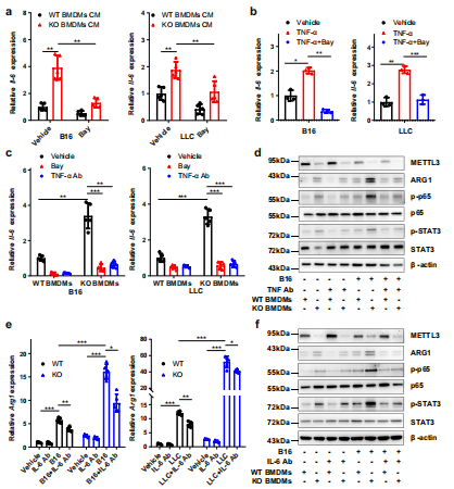 5METTL3ȱʧpYTHDF1錧(do)SPRED2g