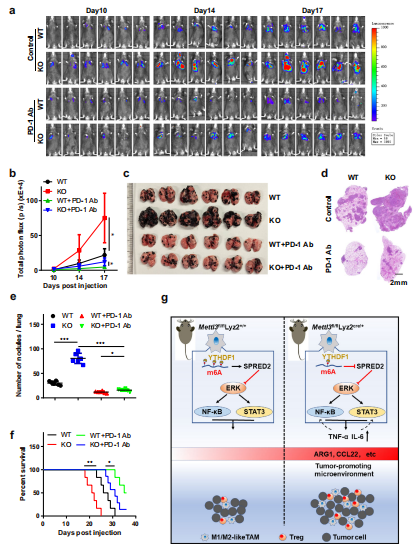 6ϵ(x)Mettl3ȱʧpPD-1ίB16ɫįЧ