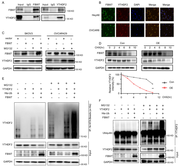 3FBW7TYTHDF2ػ͵øw⡣