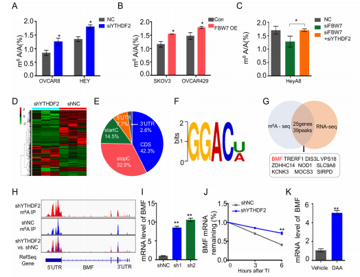 6BMFFBW7-YTHDF2ļЧ