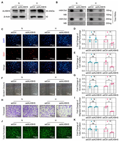 2ALKBH5^_ȱTCMECsϵK