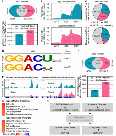 4 MeRIP-seqRNA-seqʾALKBH5ĝڰл