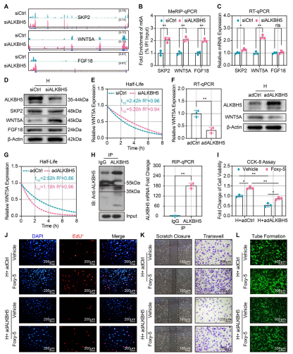 5ALKBH5{WNT5A mRNAķԺ˥p