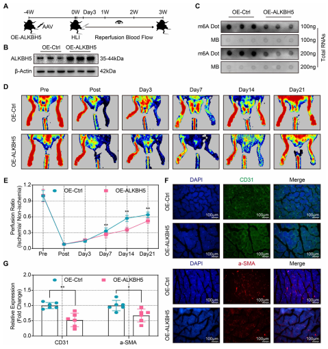 6ALKBH5^_pȱѪpѪ֏ͺѪ