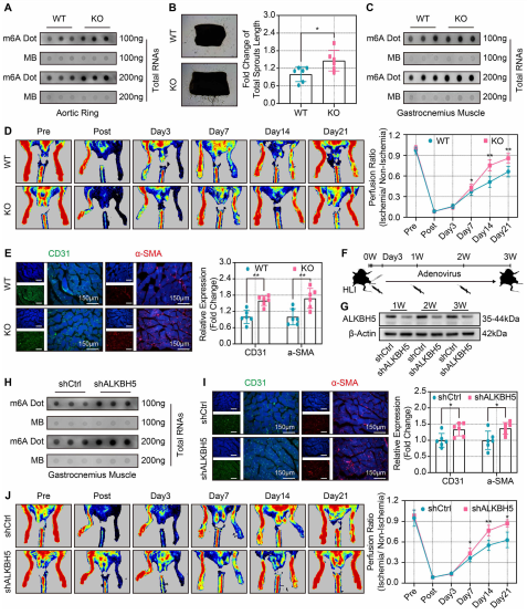7ALKBH5óٲƱ_ѪȱѪpѪ֏