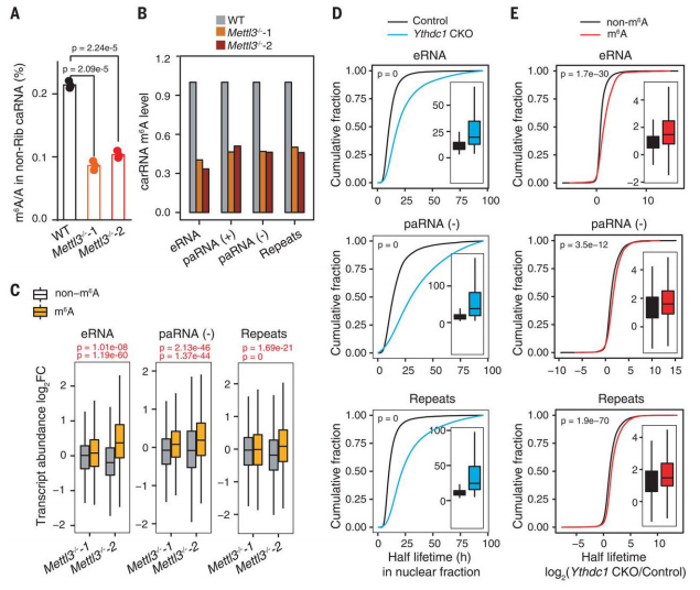 2Mettl3Ythdc1 ӰCarRNAı_