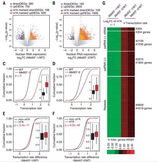 3carRNA m6A׻{MȾɫ|_cD