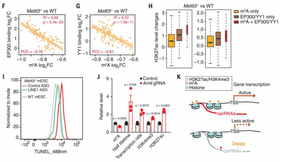 5carRNAm6A׻carRNAķԺλD