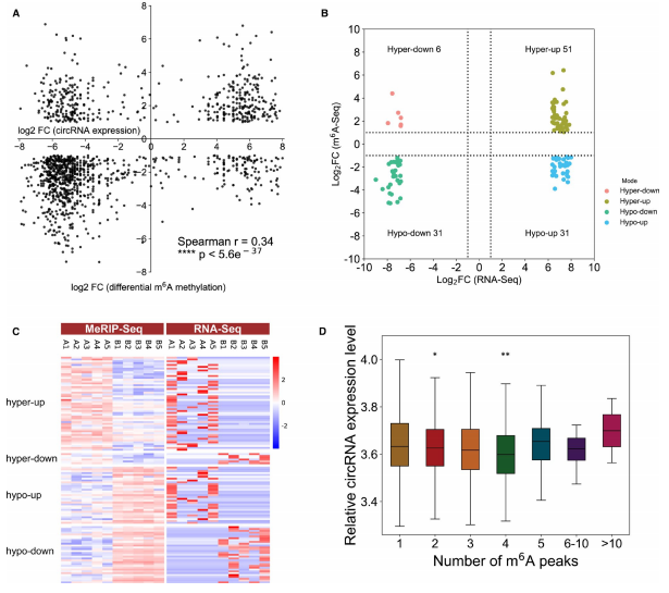 3m6A MeRIP-seqRNA-seqϷ