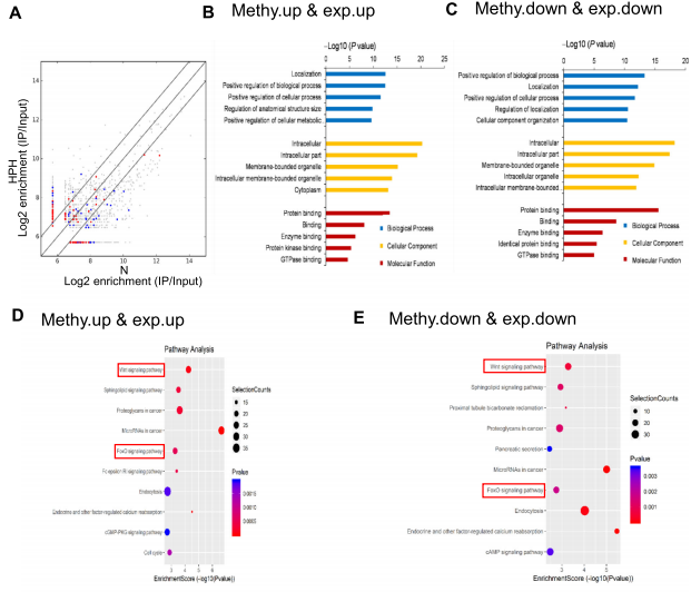 3m6A MeRIP-seqRNA-seqϷ