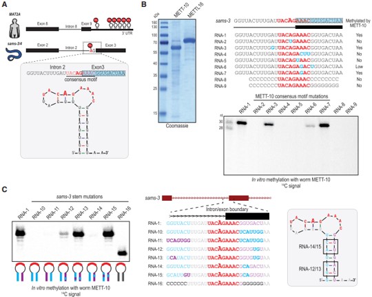 ġһصİ3λc׻Ro-hYǱMETT-10׻