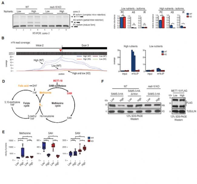 五、蠕蟲通過甲基化SAM合成酶轉錄子的3’剪接位點下調SAM合成酶的表達以響應高營養飲食