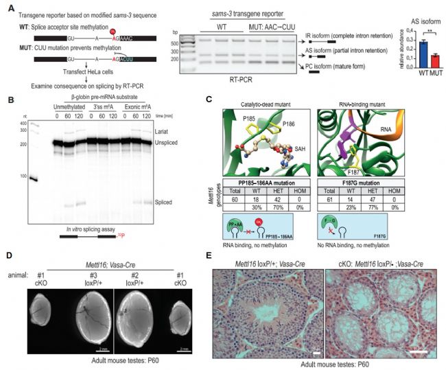 ߡ3ʹλcm6A׻ҲƲ：ļMETTL16RNA m6A׻ԌlPҪ