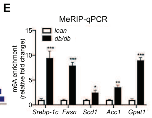 3IPIgGInputչʾFold enrichmentֵ%IP/Input%IgG/Inputıֵ
