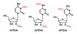 D3m3Cmm4Cmm5CmĻWY