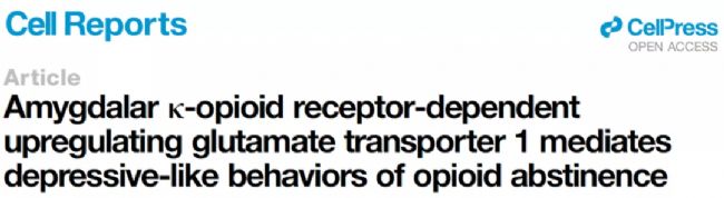 嗎啡戒斷相關的抑郁樣行為研究,KORs從杏仁核到伏隔核的投射關系
