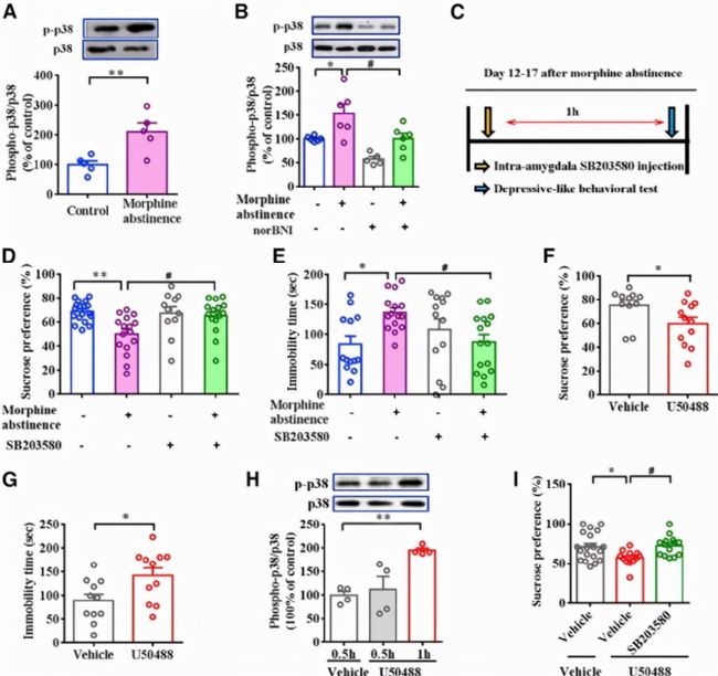 嗎啡戒斷相關的抑郁樣行為研究,KORs從杏仁核到伏隔核的投射關系