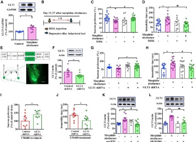 嗎啡戒斷相關的抑郁樣行為研究,KORs從杏仁核到伏隔核的投射關系