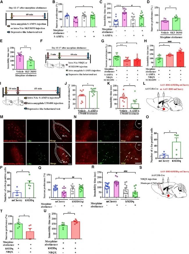 嗎啡戒斷相關的抑郁樣行為研究,KORs從杏仁核到伏隔核的投射關系