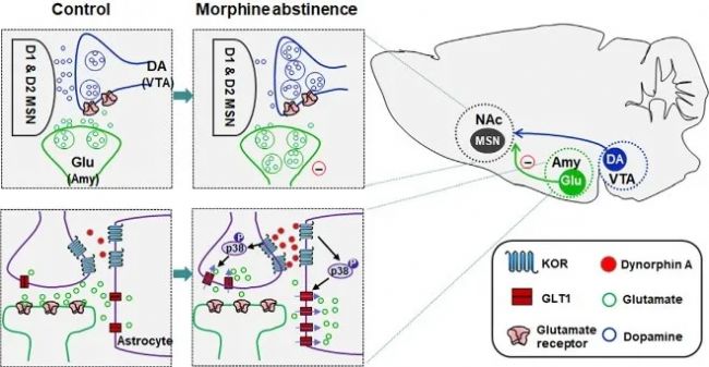 嗎啡戒斷相關的抑郁樣行為研究,KORs從杏仁核到伏隔核的投射關系