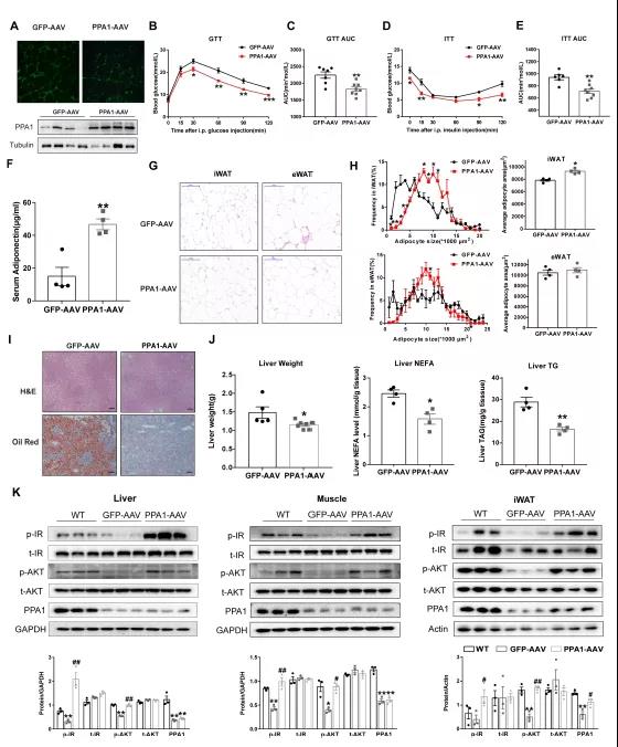PPA1基因敲除小鼠模型