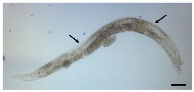 線蟲顯微注射如何操作?超詳細實驗步驟快來碼住