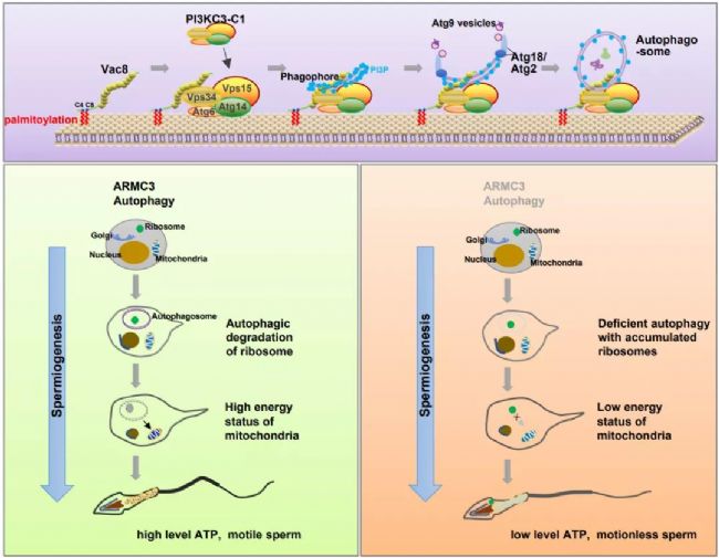 生殖組織特異性自噬