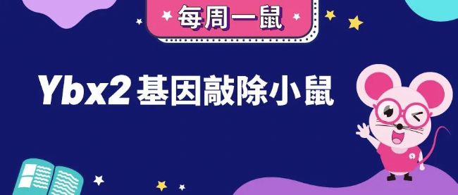 Ybx2基因敲除小鼠