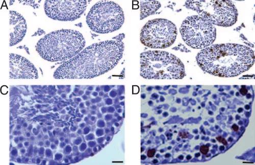 Ybx2基因敲除小鼠