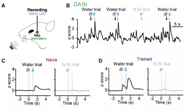 光纖記錄詳解,一文帶你詳細了解光纖記錄實驗
