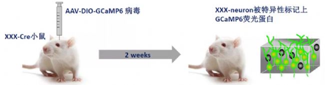 光纖記錄詳解,一文帶你詳細了解光纖記錄實驗