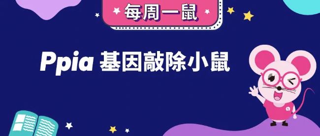 Ppia基因敲除小鼠