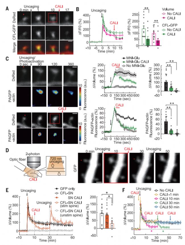 sLTP的光擦除-滔博生物