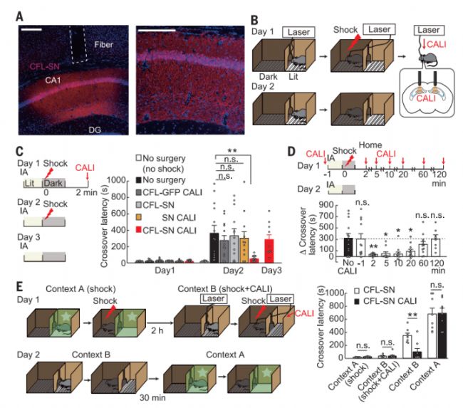 CALI光擦除記憶-滔博生物