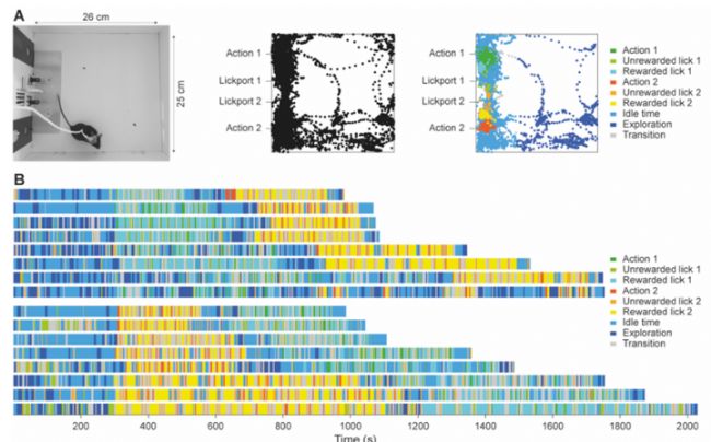 目標導向行為學習過程中的行為跟蹤-滔博生物