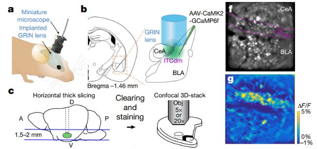 ʹInscopixО@΢}ϵy^ʺ˼܇^Ԫ-ϲ