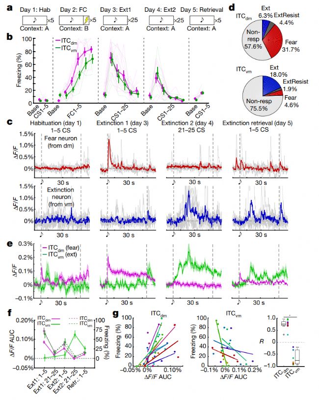 Inscopix-ITCȺėl̼푑ĸ߿֑֠BГQͿ֑֠B-ϲ