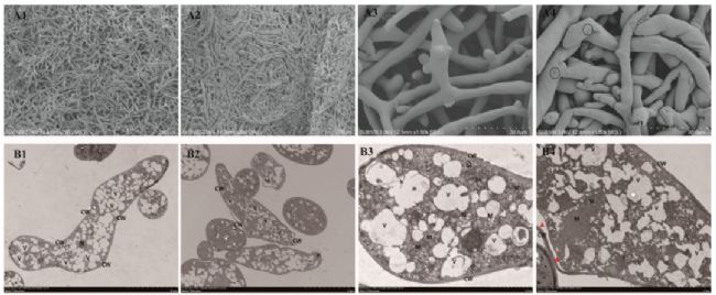 D2.պPLA̎׸ùSEMTEMz:(A)SEMz飬(B)TEMz