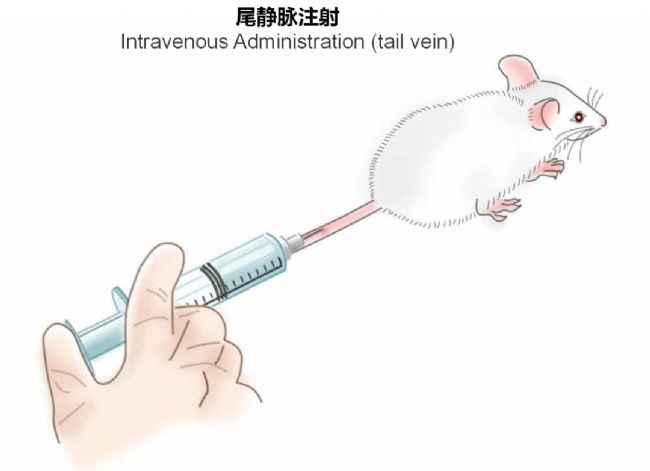 神經(jīng)疾病CRO服務(wù)