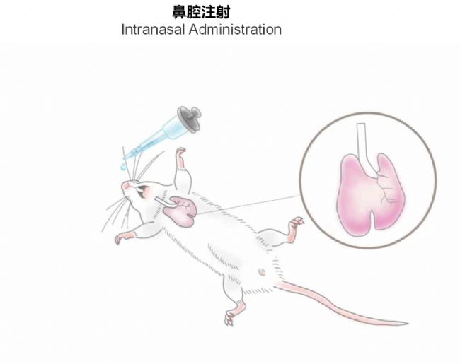 神經(jīng)疾病CRO服務(wù)