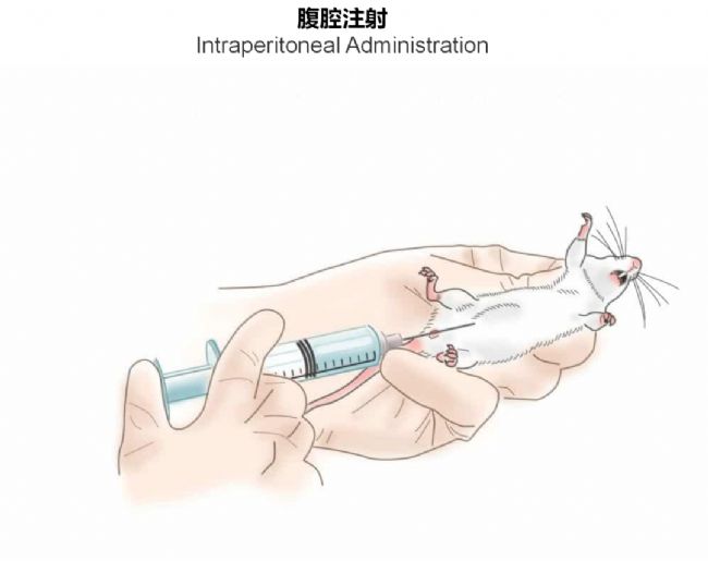 神經(jīng)疾病CRO服務(wù)