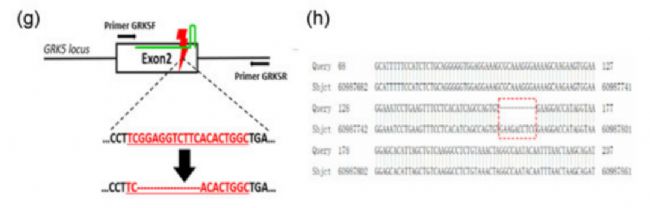神經(jīng)疾病CRO服務(wù)