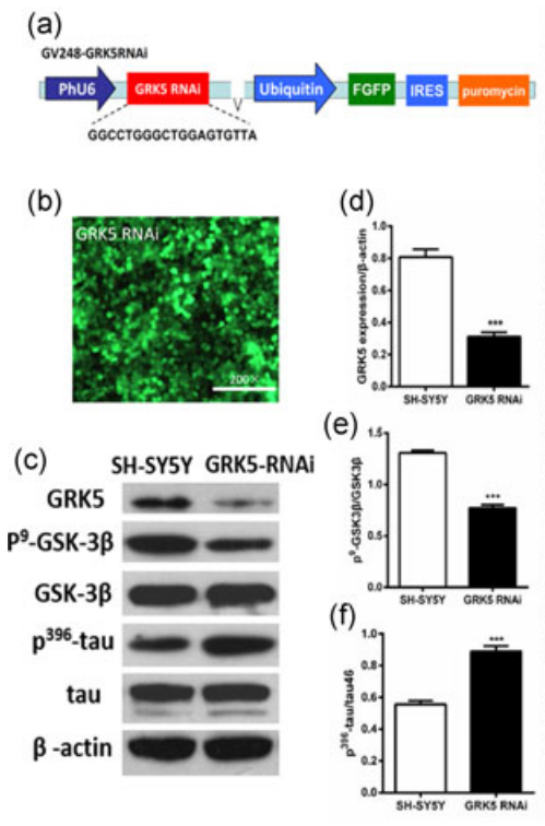 神經(jīng)藥效評價