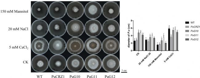 3. 菌株生長形態.png